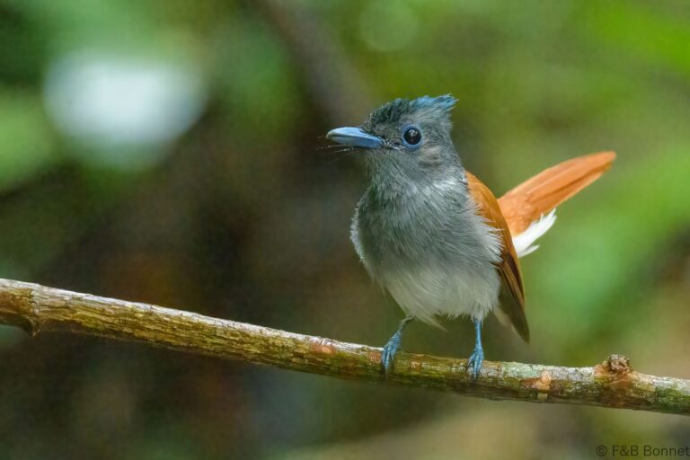 Blyth's Paradise Flycatcher_Thailand-2