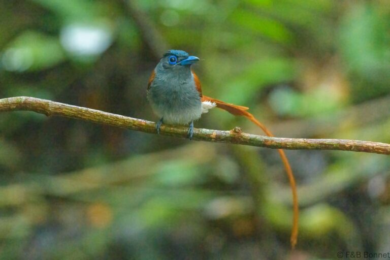 Blyth's Paradise Flycatcher_Thailand-3