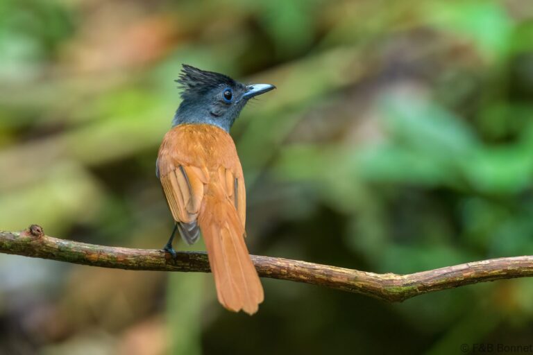 Blyth's Paradise Flycatcher_Thailand-5