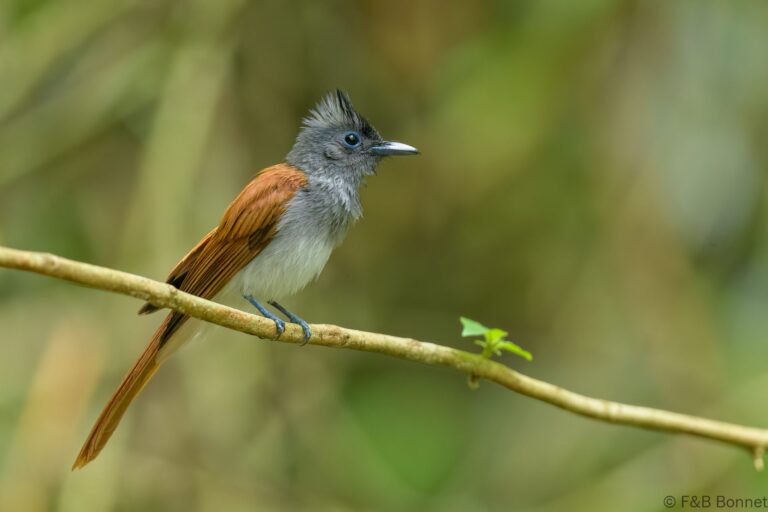 Blyth's Paradise Flycatcher_Thailand-6