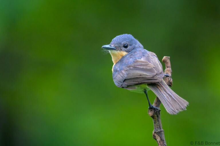 Broad-billed Flycatcher_Indonesia-2