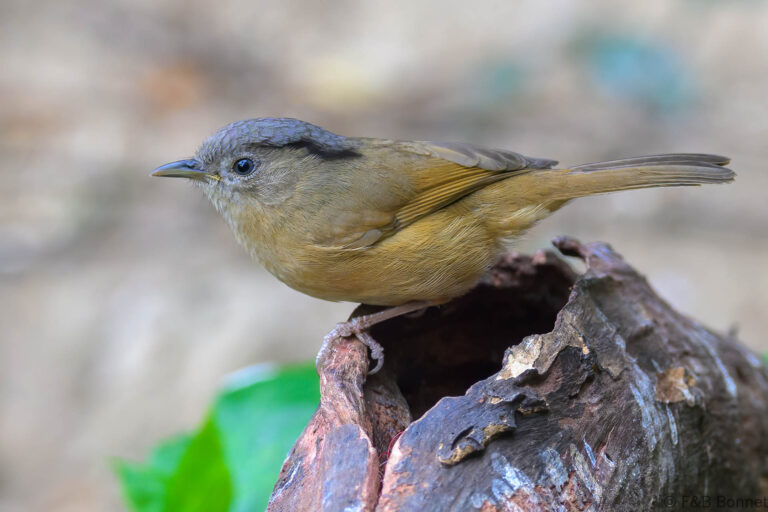 Brown-cheeked Fulvetta_China-1