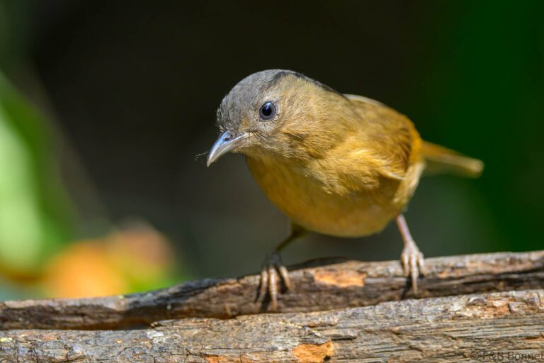 Brown-cheeked Fulvetta_China-3