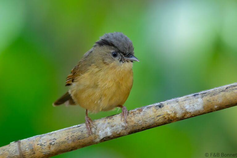 Brown-cheeked Fulvetta_China-4