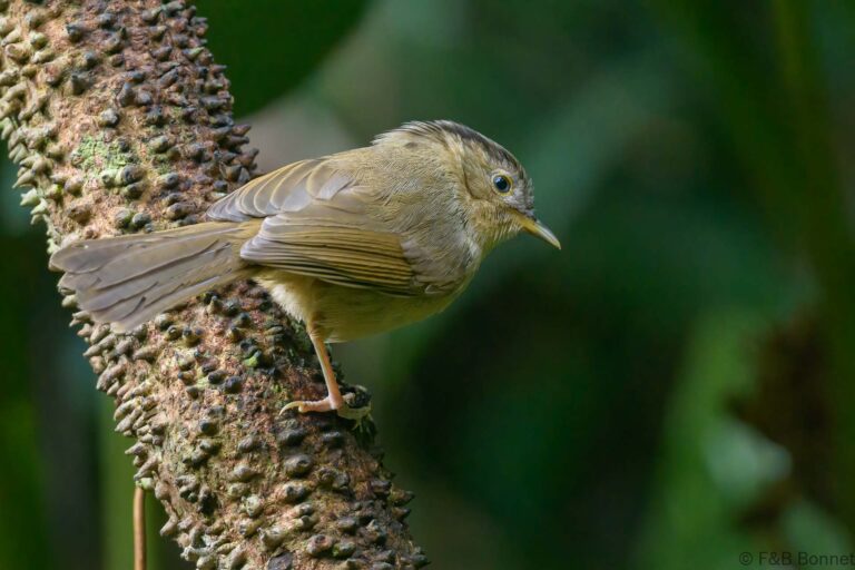 Brown-cheeked Fulvetta_Thailand-1