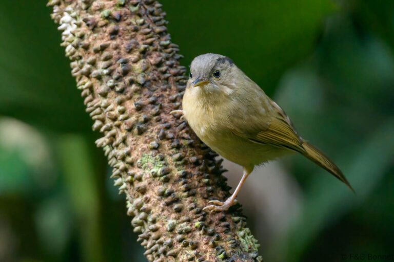 Brown-cheeked Fulvetta_Thailand-2