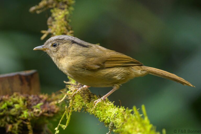 Brown-cheeked Fulvetta_Thailand-3