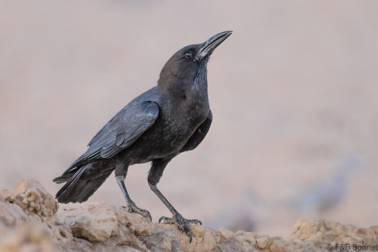 Cape Crow_South Africa-1