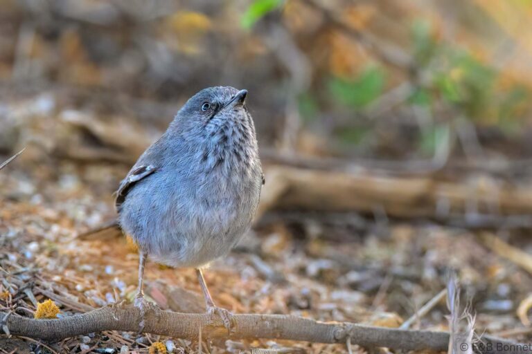 Chestnut-vented Warbler_South Africa-1