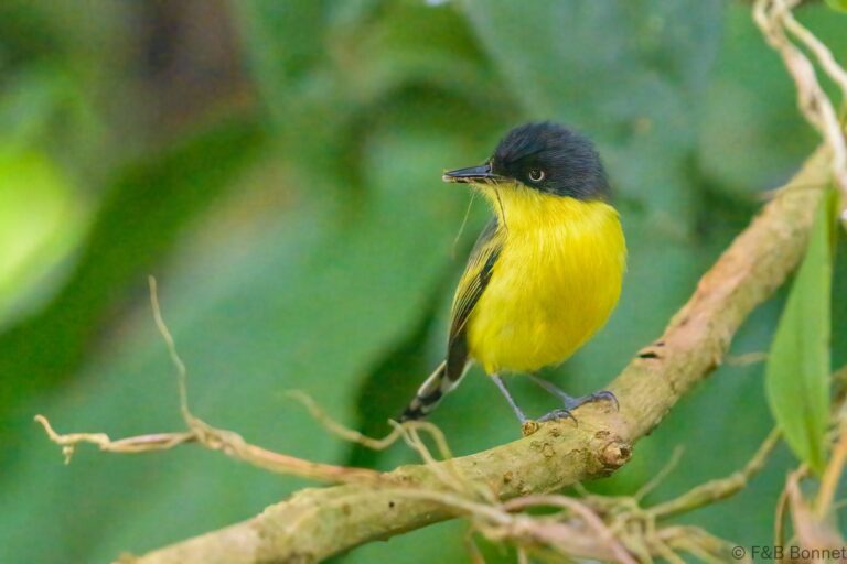 Common Tody-Flycatcher_Costa Rica-1