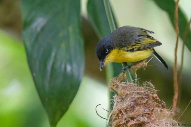 Common Tody-Flycatcher_Costa Rica-2