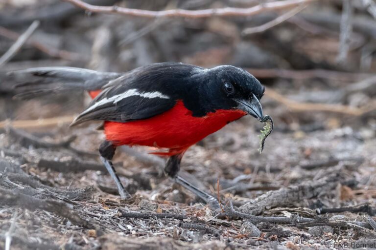 Crimson-breasted Shrike_South Africa-1