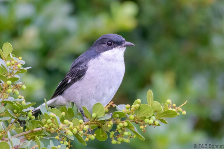 Fiscal Flycatcher_South Africa-2