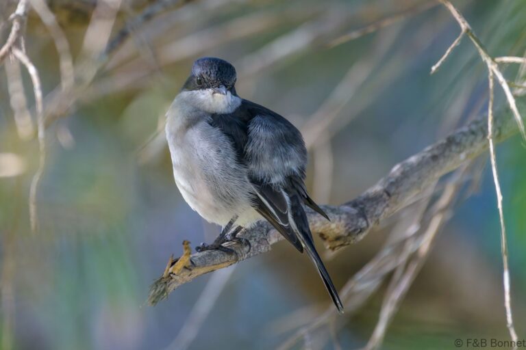 Fiscal Flycatcher_South Africa-3