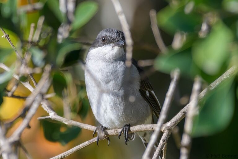 Fiscal Flycatcher_South Africa-4