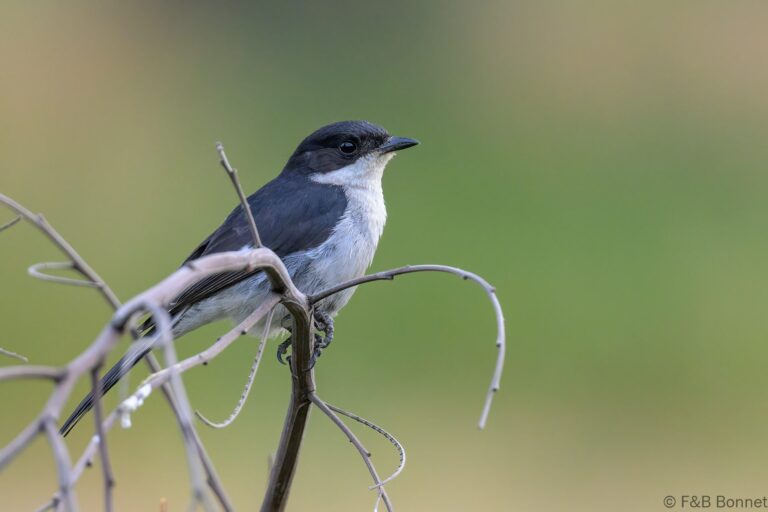 Fiscal Flycatcher_South Africa-5
