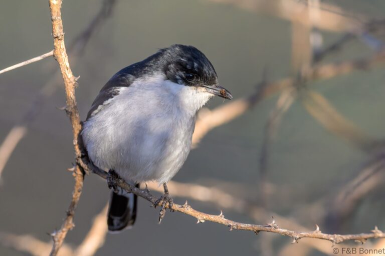 Fiscal flycatcher south africa 6