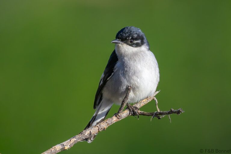 Fiscal flycatcher south africa 7