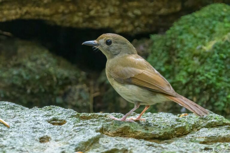 Fulvous-chested Jungle Flycatcher_Thailand-1