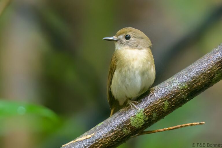 Fulvous-chested Jungle Flycatcher_Thailand-2