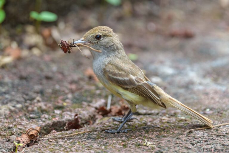 Galapagos Flycatcher_Ecuador-1