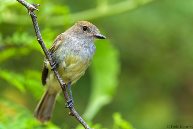 Galapagos Flycatcher_Ecuador-3