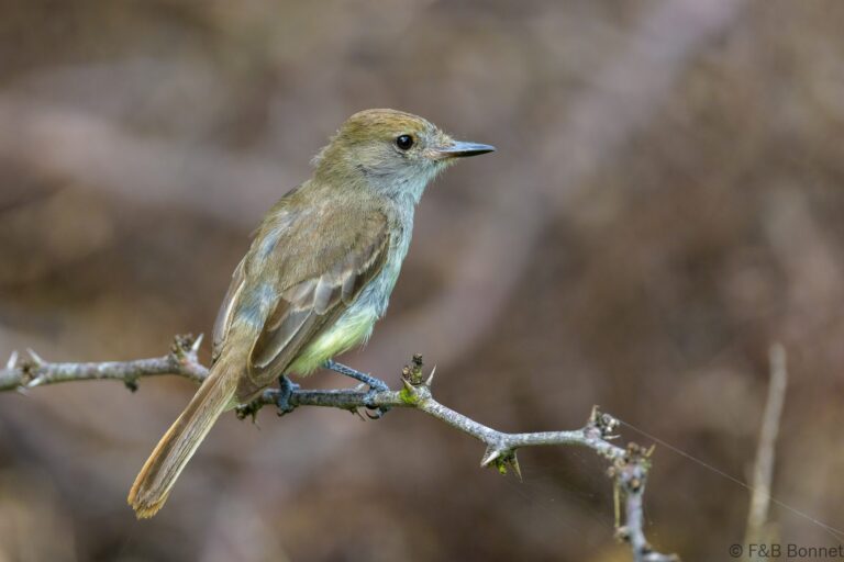 Galapagos Flycatcher_Ecuador-4