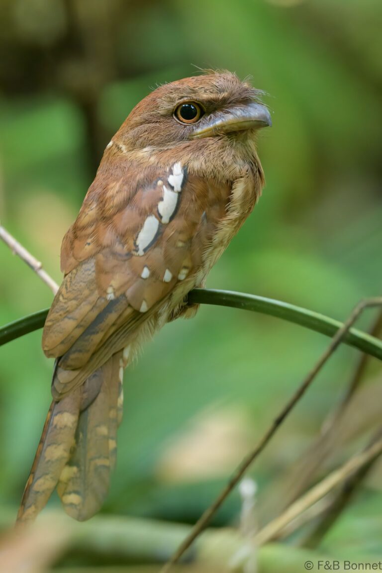 Gould's Frogmouth_Thailand-1