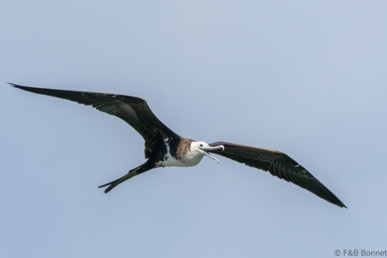 Great Frigatebird_Ecuador-1