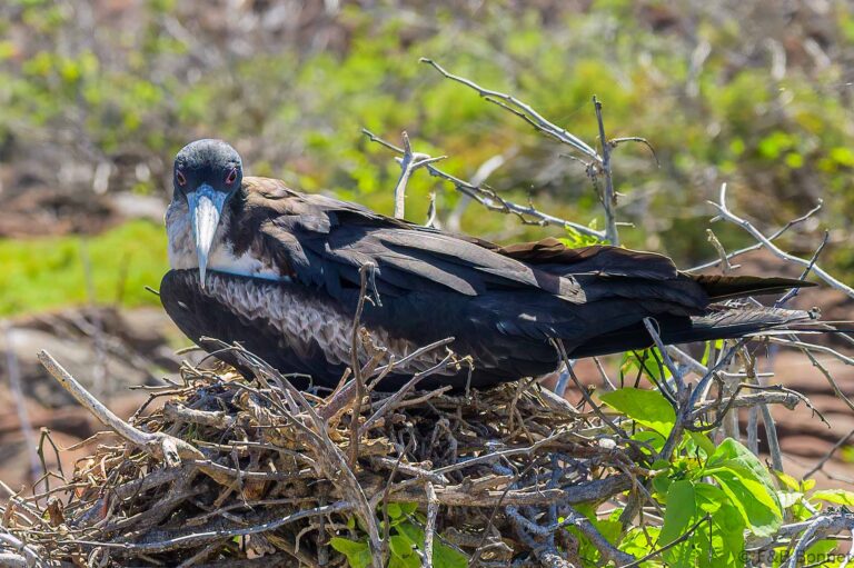 Great Frigatebird_Ecuador-2