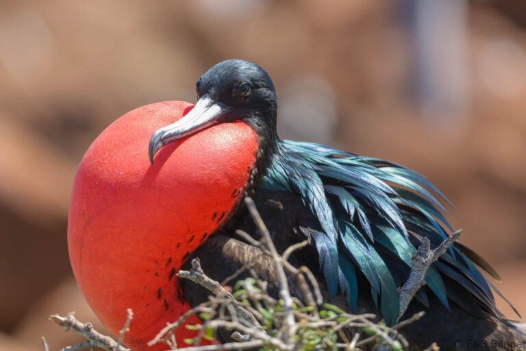 Great Frigatebird_Ecuador-4