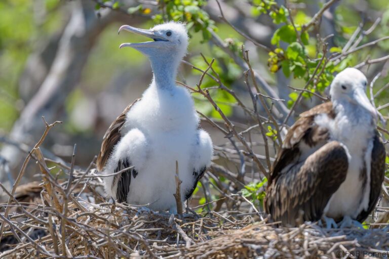Great Frigatebird_Ecuador-5