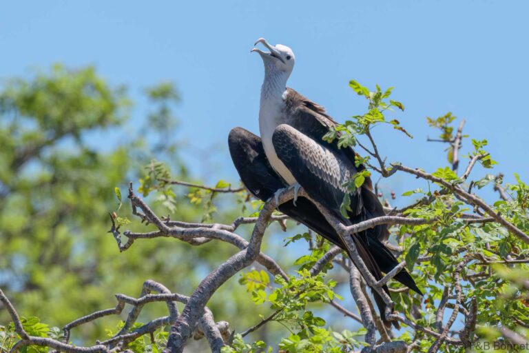 Great Frigatebird_Ecuador-6
