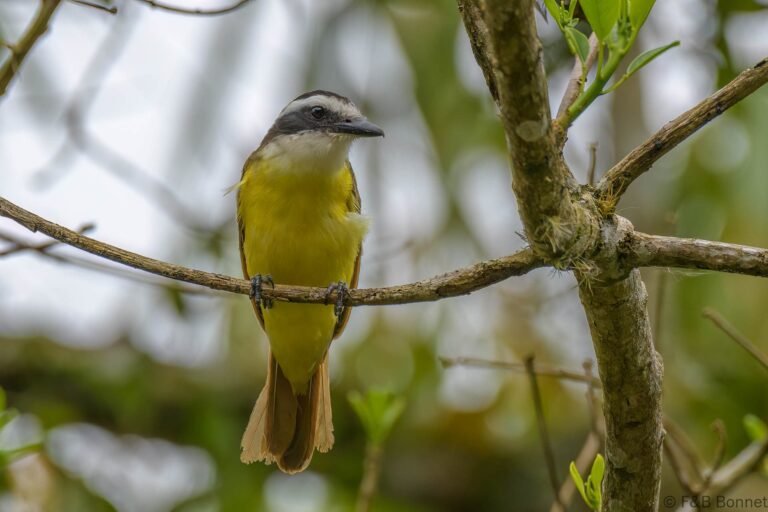 Great Kiskadee_Costa Rica-1