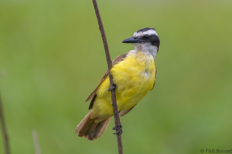 Great Kiskadee_Costa Rica-2
