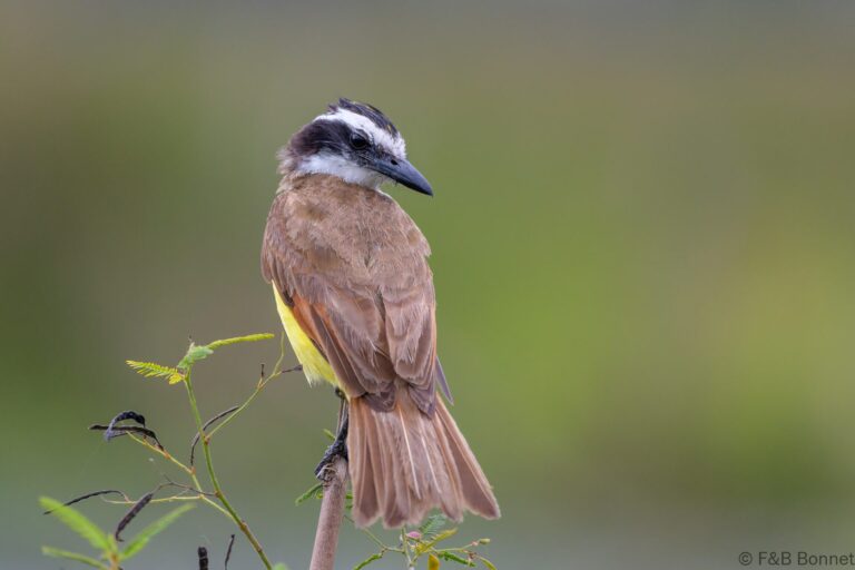 Great Kiskadee_Costa Rica-3