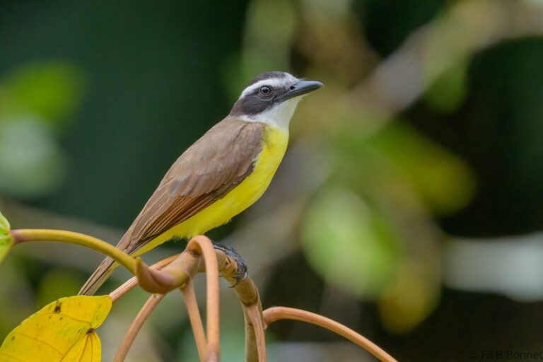 Great Kiskadee_Costa Rica-4