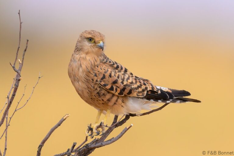 Greater Kestrel_South Africa-1