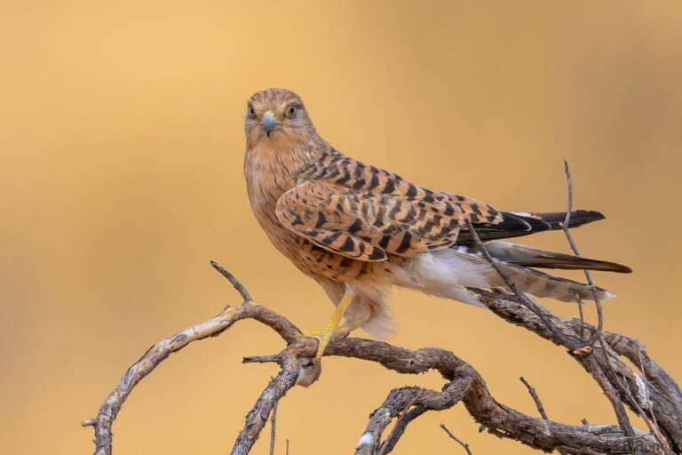 Greater Kestrel_South Africa-2