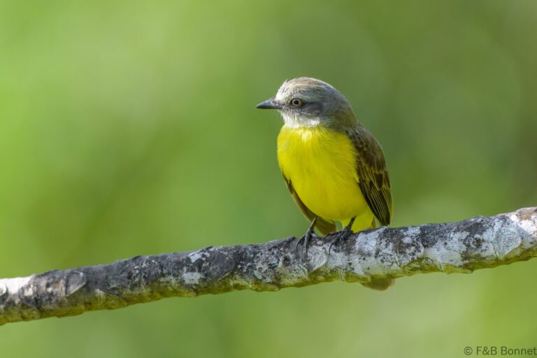 Grey-capped Flycatcher_Costa Rica-1