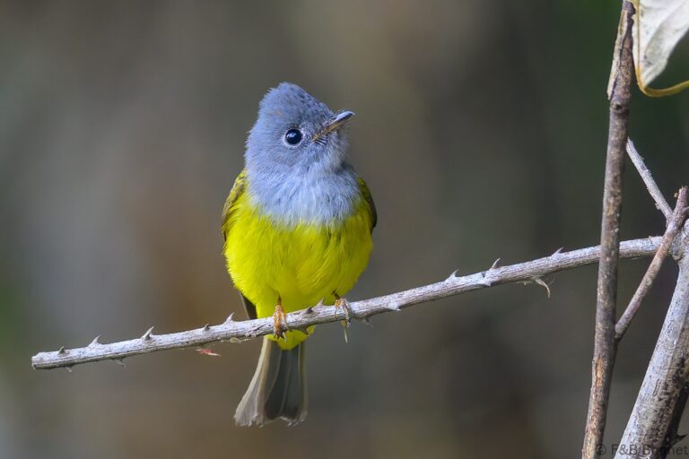 Grey-headed Canary-flycatcher_China-1