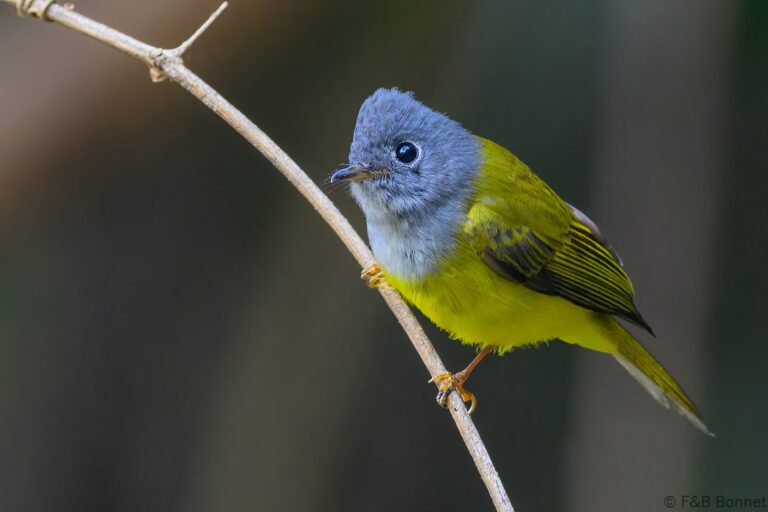 Grey-headed Canary-flycatcher_China-2