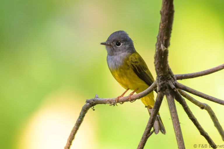 Grey-headed Canary-flycatcher_Thailand-1