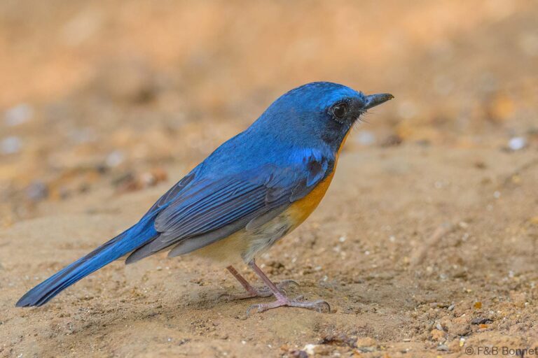 Hill blue flycatcher china 1