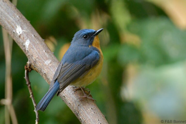 Hill blue flycatcher china 2