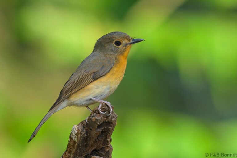 Hill blue flycatcher china 3