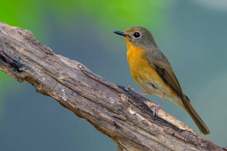 Hill blue flycatcher china 4