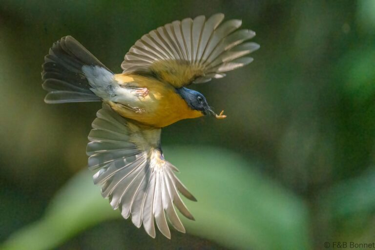 Hill Blue Flycatcher_Thailand-1