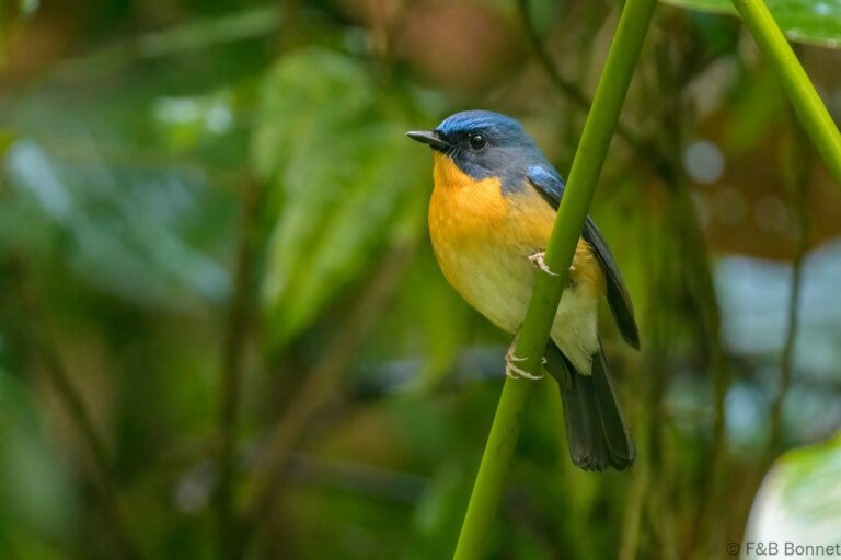 Hill Blue Flycatcher_Thailand-2