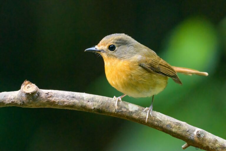 Hill Blue Flycatcher_Thailand-3